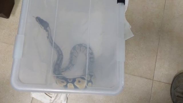 Pythagoras the Ball Python #1 what an interesting shape смотреть онлайн