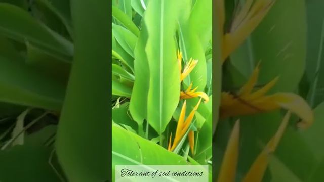 All About Bird Of Paradise Plant #outdoorplant