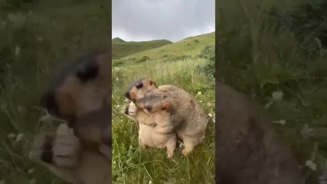 Луговые собачки смотреть онлайн