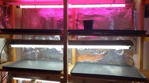 Обзор стеллажа для выращивания рассады в домашних условиях