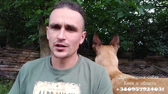 163. Как научить собаку приносить мяч. Играем с собакой смотреть онлайн