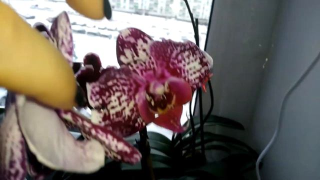 Цветение орхоазиатов Саммер Брайт, Хатуяки, Маурис смотреть онлайн