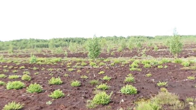 Трехлетняя плантация голубики узколистной смотреть онлайн
