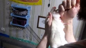 Минутка лечения, или как выпоить крысе лекарство «насильно»? (Fancy Rats | Декоративные Крысы)