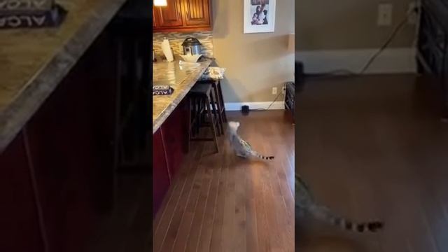 Способ отучить кошку запрыгивать на стол смотреть онлайн