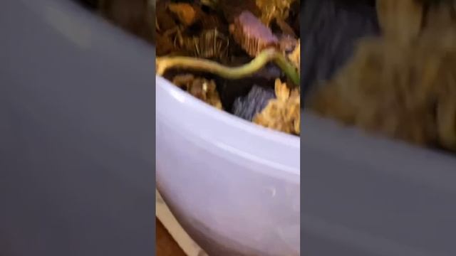 5 литровые горшки подходят не всем ОРХИДЕЯМ