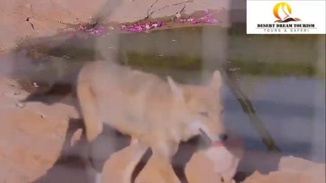 Al Ain Zoo Dubai - 90 Days Dubai Visa - (Desertdreamtourism.com)