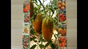 РЕЙТИНГ ТОМАТОВ ч.2 ПРОСТО ХОРОШИЕ ТОМАТЫ И ТОМАТЫ- АУТСАЙДЕРЫ