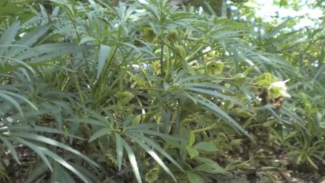 Helleborus foetidus Bearsfoot & Stinking Hellebore смотреть онлайн