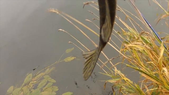 Спиннинг. Щука на воблер Косадака Флэш 130. Клевала, клюёт и клевать будет. смотреть онлайн