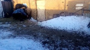 Кормим ягнёнка отказничка,первая ночь в холодном сарае, содержание овец