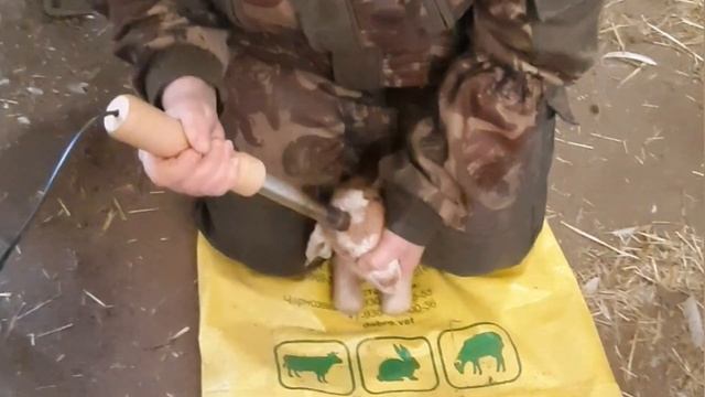 Обезроживание козлят термокаутером. Не для впечатлительных? смотреть онлайн