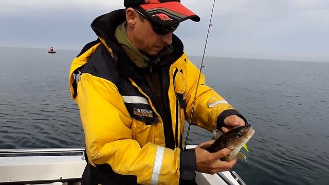 Ловля трески в Балтийском море смотреть онлайн