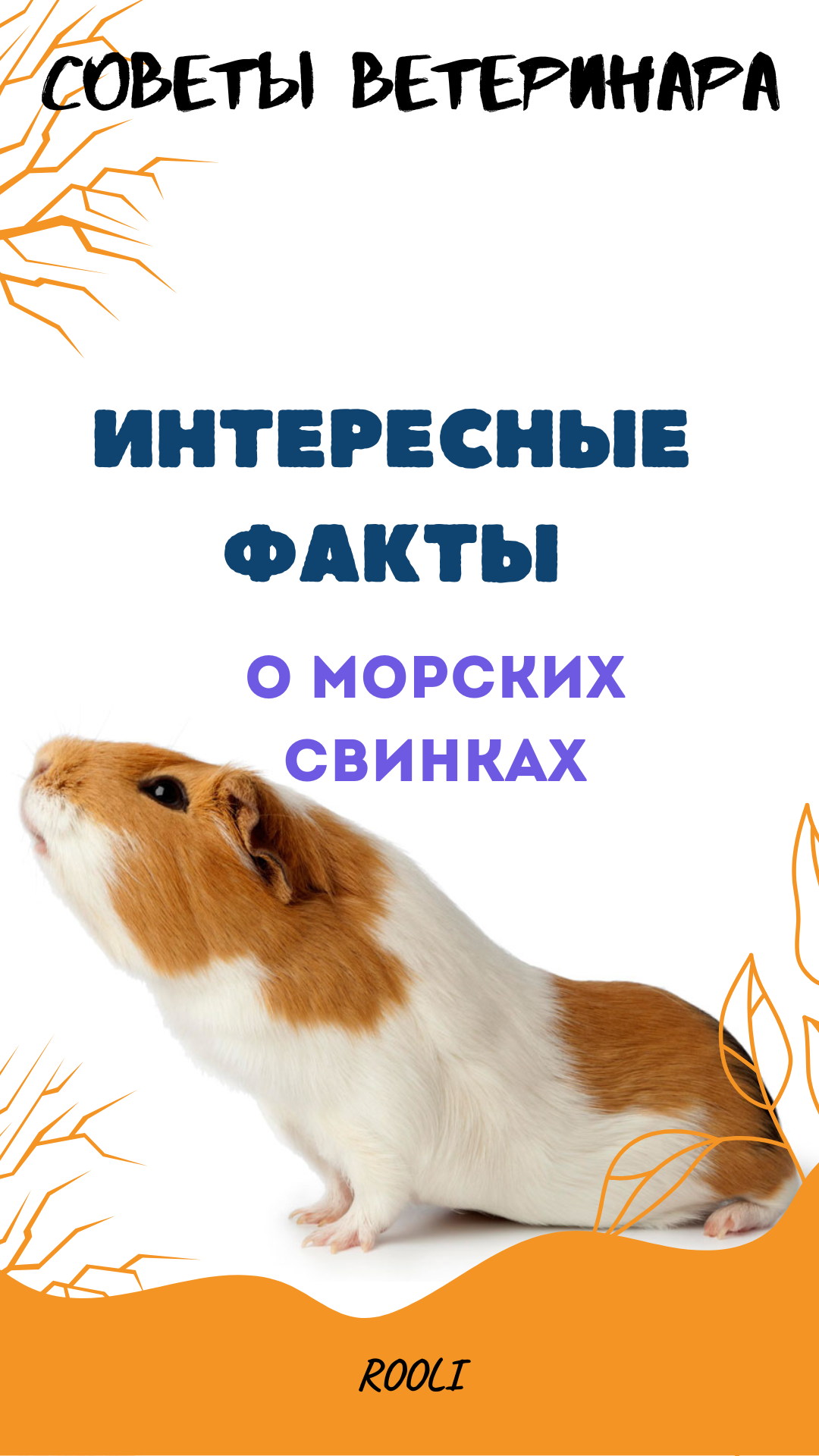 Интересные факты о морских свинках. смотреть онлайн