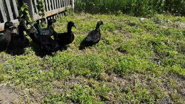 Порода уток Каюга. Впечатления. смотреть онлайн