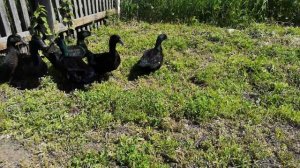 Порода уток Каюга. Впечатления.