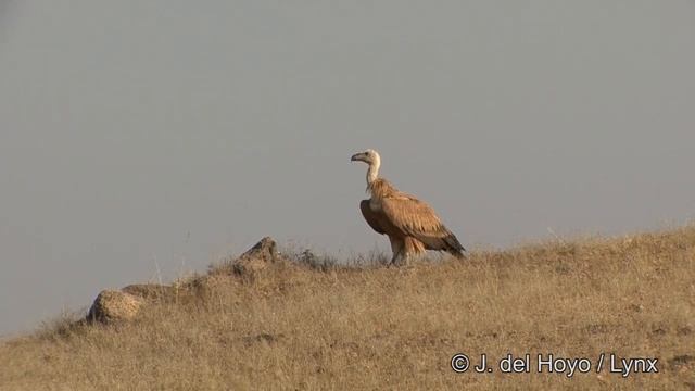 Eurasian Griffon (Gyps fulvus) смотреть онлайн