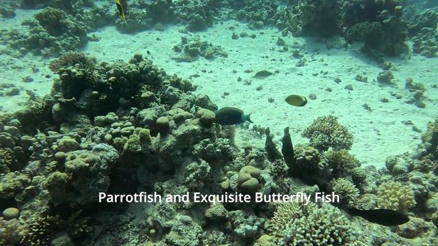 Scuba Diving at Temple in Sharm El Sheikh - Jaz Fanara - Barracuda - Eel - Barracuda - Egypt смотреть онлайн