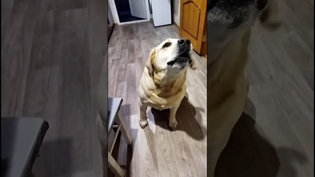 Разговор по-душам. Планы на день. #лабрадор #любимыепитомцы