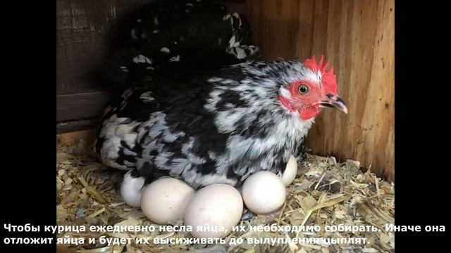 Детям о животных: Куры смотреть онлайн