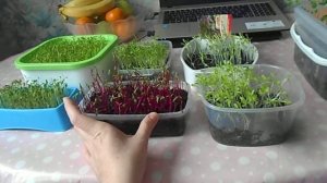 Микро-зелень для ваших попугайчиков!