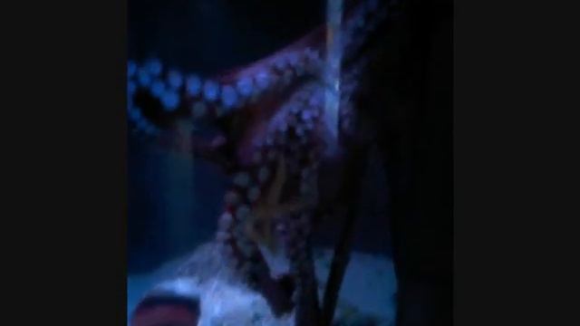 BLUE REEF AQUARIUM BRISTOL, BEYOND THE SEA! смотреть онлайн
