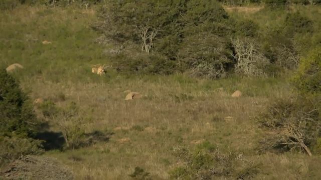Following Mom! смотреть онлайн