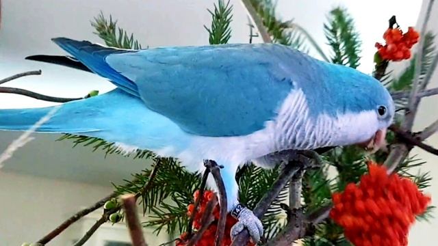 УКРЕПЛЯЮ КОСТИ Я! СТИШОК ДЛЯ ОБУЧЕНИЯ ПОПУГАЯ ГОВОРИТЬ. УРОК ДЛЯ ПОПУГАЯ. смотреть онлайн