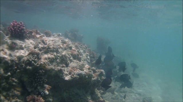 Elphistone resort, Marsa Alam, Egypt - Snorkeling at shallow waters смотреть онлайн