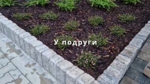 Самые любимые вечнозелёные почвопокровные растения. ?Сад без сорняков. ?Удачные сочетания растений.