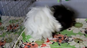 РОДЫ МОРСКОЙ СВИНКИ | ПОДГОТОВКА | МИЛЫЕ СВИНЯТА | PetMania