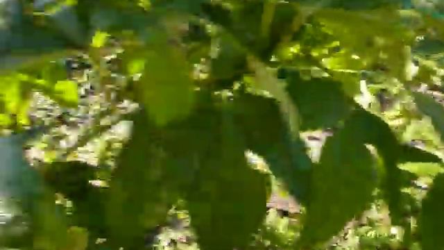 Маракуйя северная цветет во время приморозка . смотреть онлайн