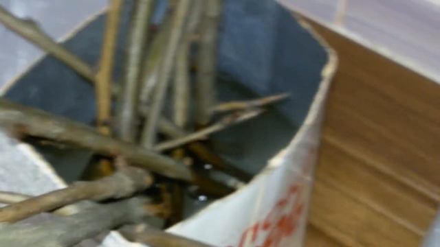 Груша как размножить черенком в домашних условиях.Груша с шипами на ветках РЕДКОСТЬ.Груша и колючки смотреть онлайн