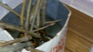 Груша как размножить черенком в домашних условиях.Груша с шипами на ветках РЕДКОСТЬ.Груша и колючки