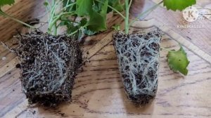 Черенкование КАМПАНУЛЫ наглядно, опыт и советы Ани