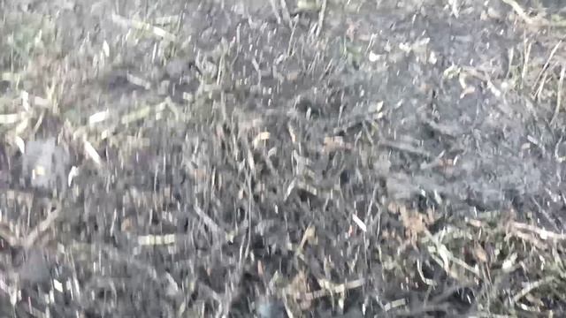 Сеем после сои .mp4