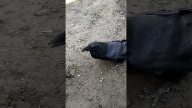 Говорящий ворон смотреть онлайн