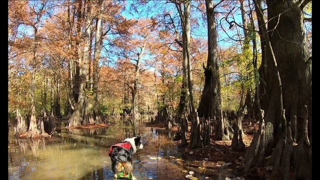 Sunk Lake, Lauderdale Co, Tennessee смотреть онлайн