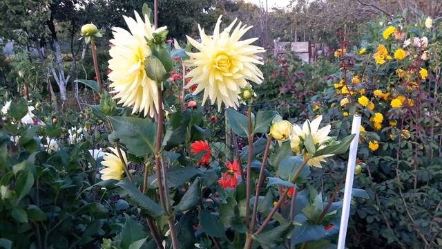 dalia Kelvin Floodlight (dahlia Kelvin Floodlight) смотреть онлайн