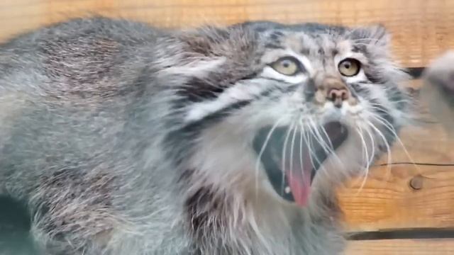 Кот манул смотреть онлайн