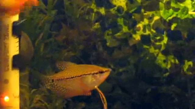 На арене - лялиусы и жемчужные гурами