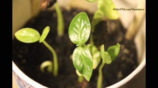 Проращивание хурмы из семечки - эксперимент смотреть онлайн