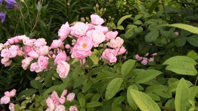 Цветение розы Heavenly Pink... 28.07.2018 смотреть онлайн