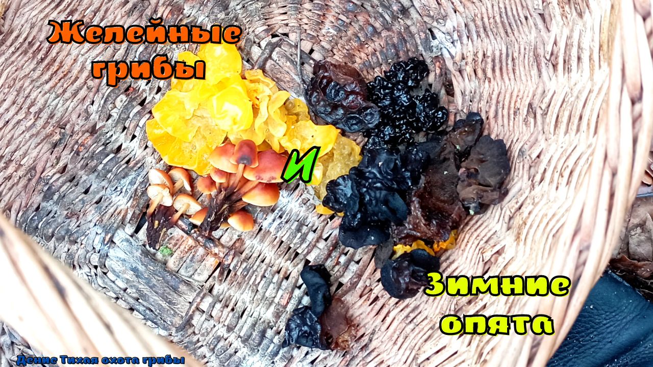 Желейные грибы и зимние опята 12 декабря | ГРИБЫ 2022 смотреть онлайн