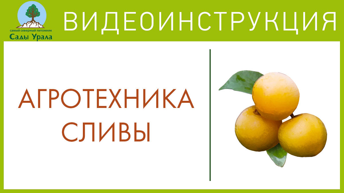 Слива в сложных погодных условиях. Телепередача Земля Уральская. Архив смотреть онлайн