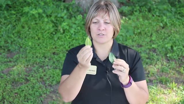 Problematic Pigweed смотреть онлайн