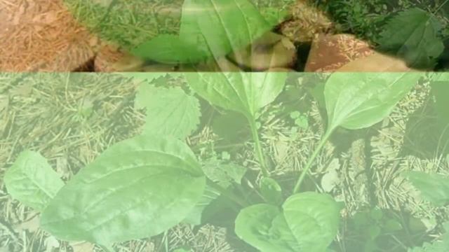 насморк у малыша чудо рецепт смотреть онлайн