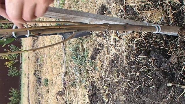 посадка черешни (открытая корневая система) смотреть онлайн