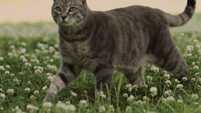 Как возникла жизнь часть 2 смотреть онлайн