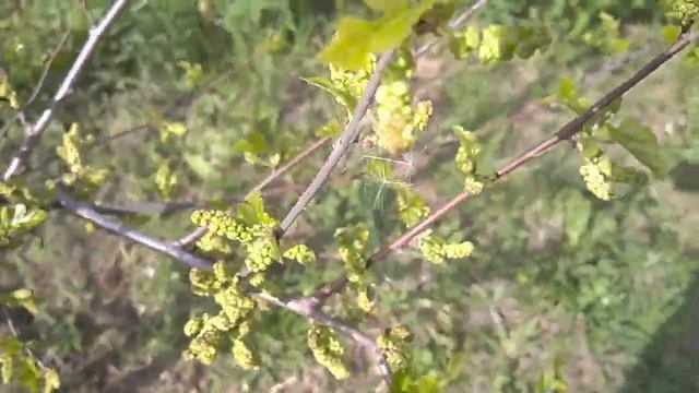 Шелковица черная "Надежда" (завязывание плодов) смотреть онлайн